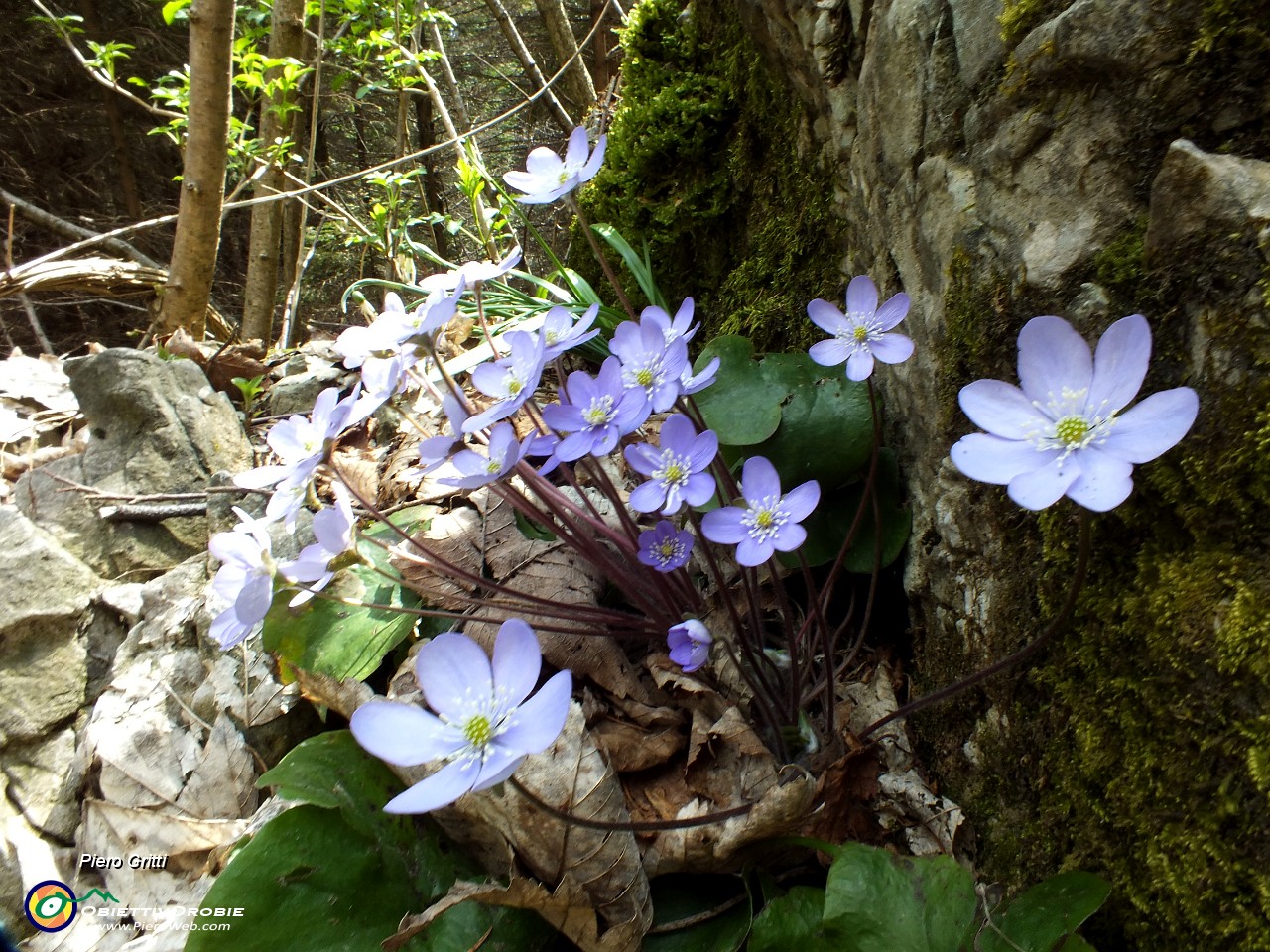 82 Hepatica nobilis.JPG